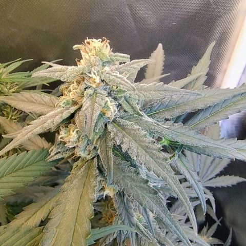 Diabo rojo growlog timeline photo