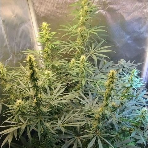 #skunk1 growlog timeline photo