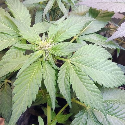 Purple lemonade#2 growlog timeline photo
