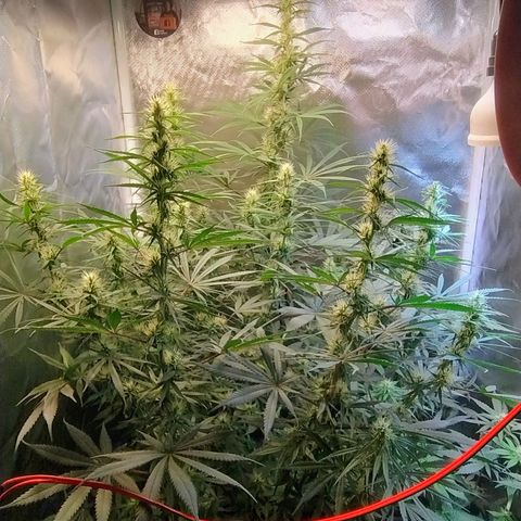 #skunk1 growlog timeline photo