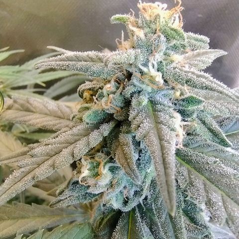 Diabo rojo growlog timeline photo