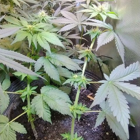 Purple lemonade#2 growlog timeline photo