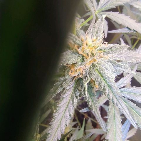 Diabo rojo growlog timeline photo