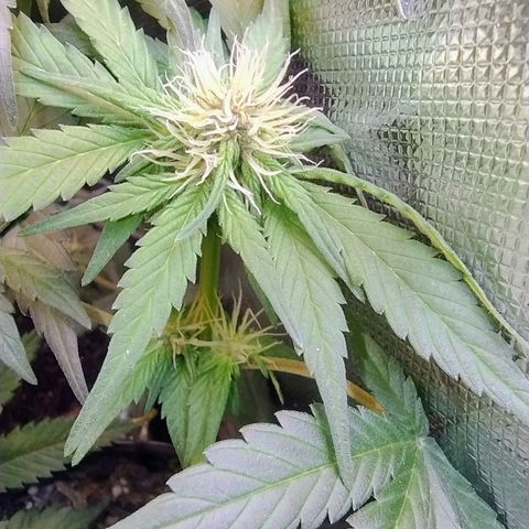 Purple lemonade growlog timeline photo