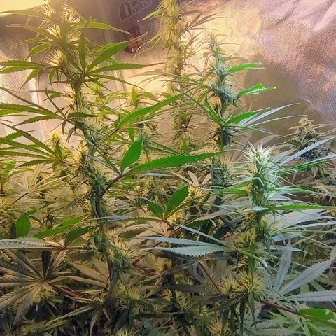 #skunk1 growlog timeline photo