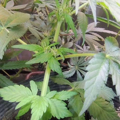 Purple lemonade growlog timeline photo