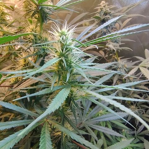 #skunk1 growlog timeline photo