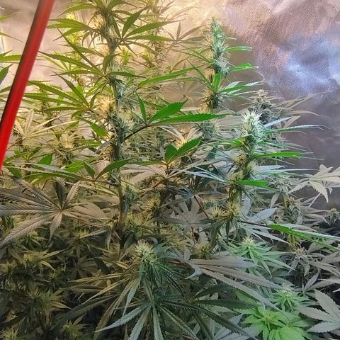 #skunk1 growlog timeline photo
