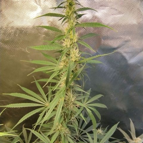 #skunk1 growlog timeline photo