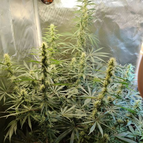 #skunk1 growlog timeline photo