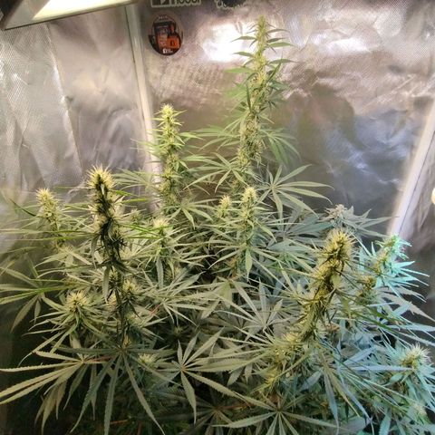 #skunk1 growlog timeline photo