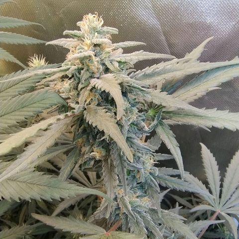 Diabo rojo growlog timeline photo