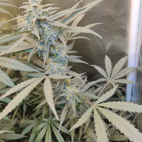 Diabo rojo growlog timeline photo