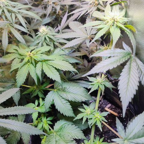 Purple lemonade#2 growlog timeline photo