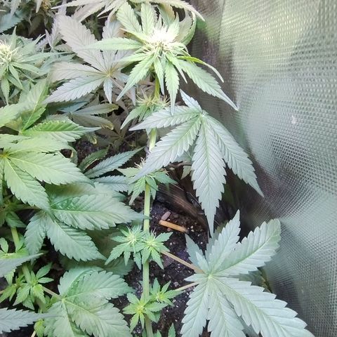 Purple lemonade growlog timeline photo