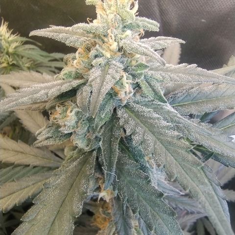 Diabo rojo growlog timeline photo