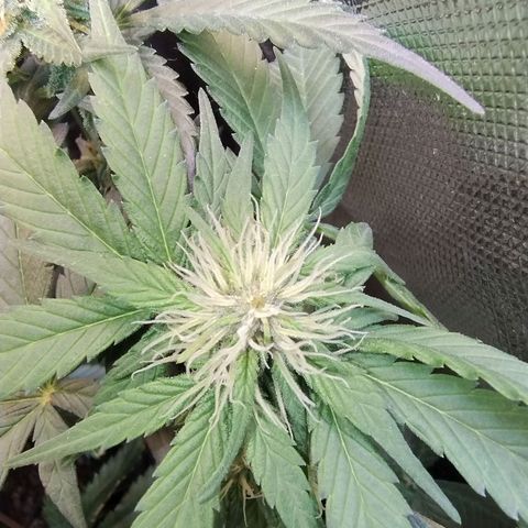 Purple lemonade growlog timeline photo