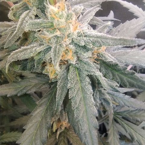 Diabo rojo growlog timeline photo