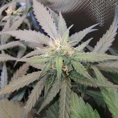 Diabo rojo growlog timeline photo