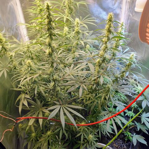 #skunk1 growlog timeline photo