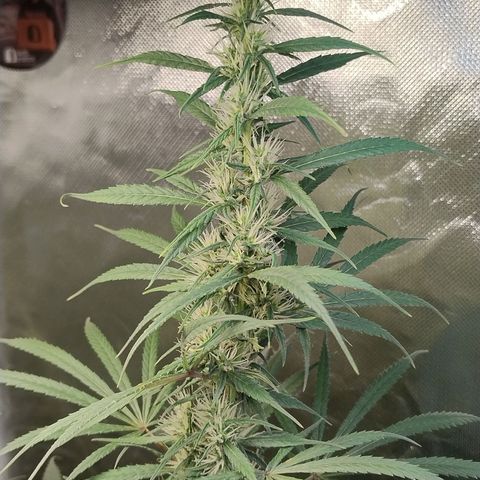#skunk1 growlog timeline photo