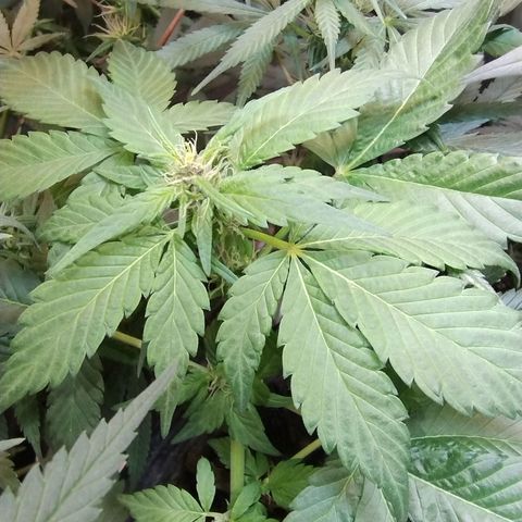 Purple lemonade#2 growlog timeline photo