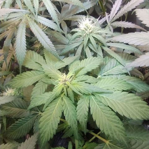 Purple lemonade#2 growlog timeline photo