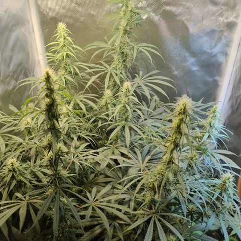 #skunk1 growlog timeline photo