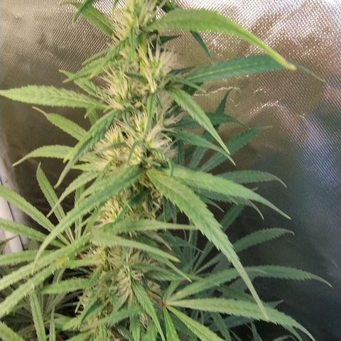 #skunk1 growlog timeline photo