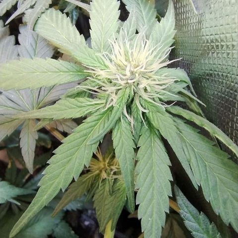 Purple lemonade growlog timeline photo