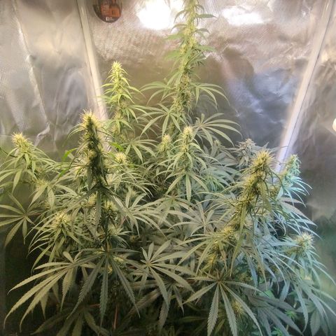 #skunk1 growlog timeline photo
