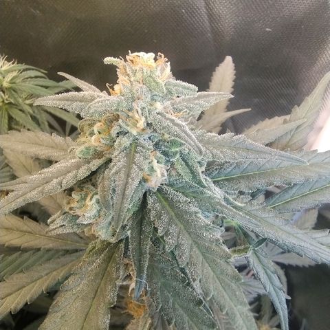 Diabo rojo growlog timeline photo