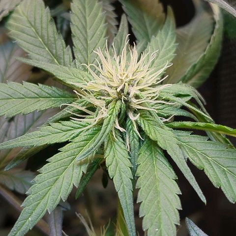 Purple lemonade growlog timeline photo