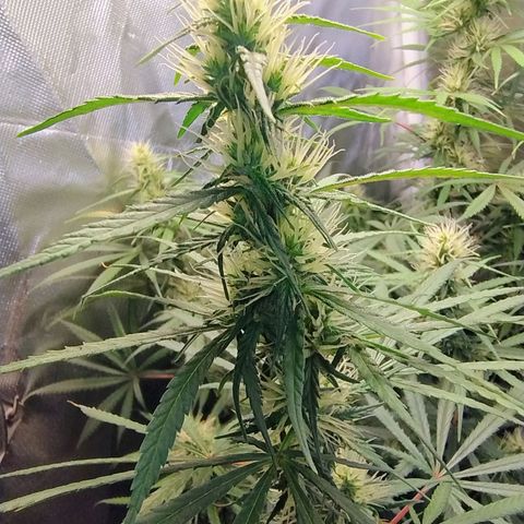 #skunk1 growlog timeline photo