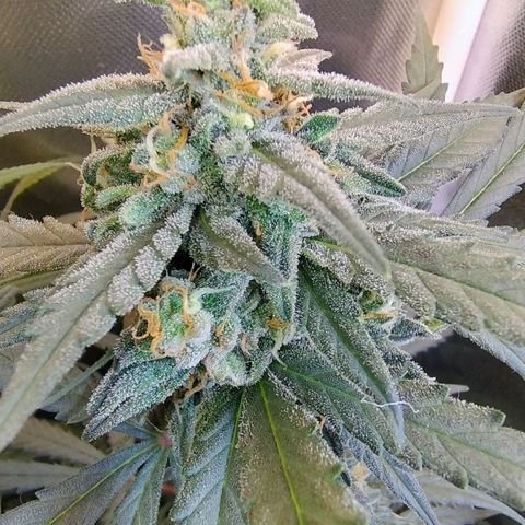 Diabo rojo growlog timeline photo