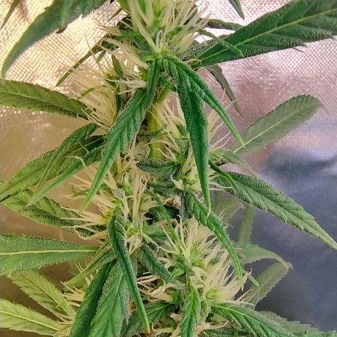 #skunk1 growlog timeline photo