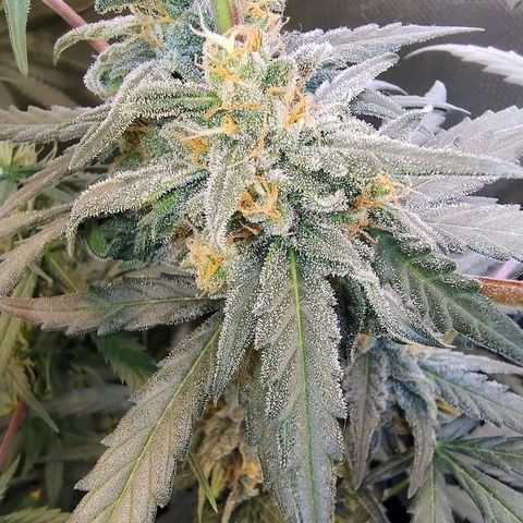 Diabo rojo growlog timeline photo