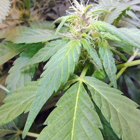 Purple lemonade#2 growlog timeline photo