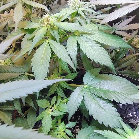 Purple lemonade#2 growlog timeline photo
