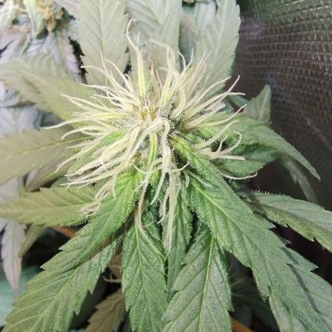 Purple lemonade growlog timeline photo