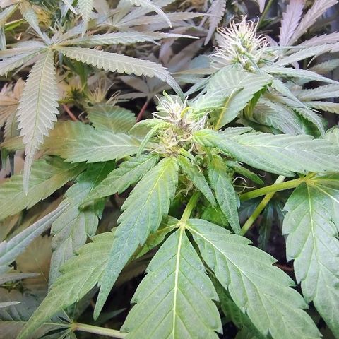 Purple lemonade#2 growlog timeline photo