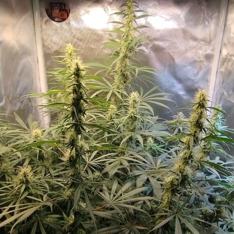 #skunk1 growlog timeline photo