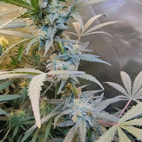 Diabo rojo growlog timeline photo