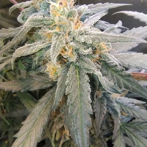 Diabo rojo growlog timeline photo