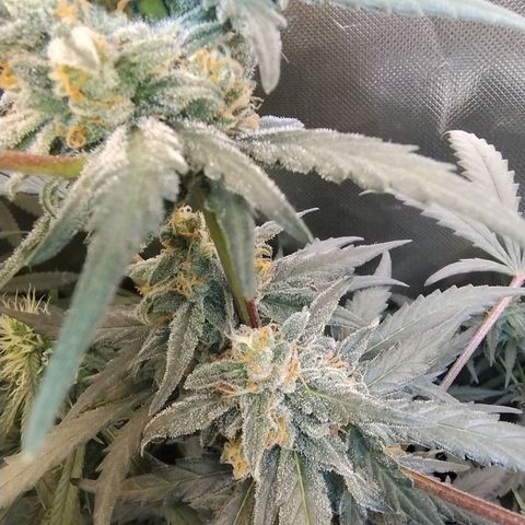 Diabo rojo growlog timeline photo