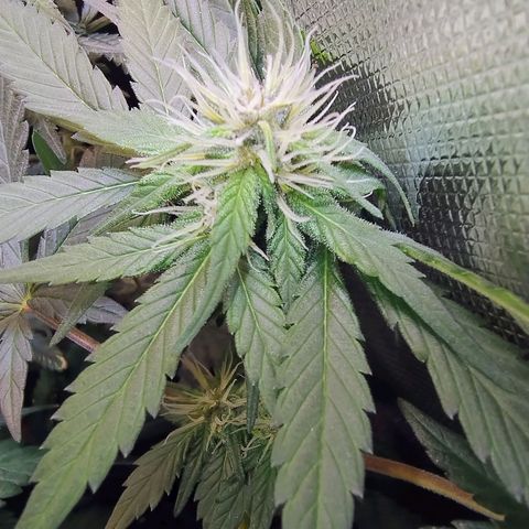 Purple lemonade growlog timeline photo