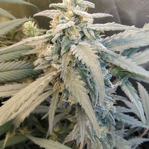 Diabo rojo growlog timeline photo