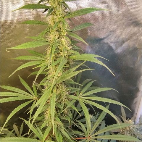 #skunk1 growlog timeline photo