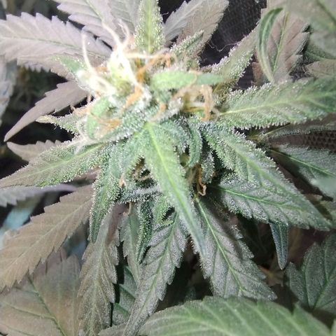 Diabo rojo growlog timeline photo