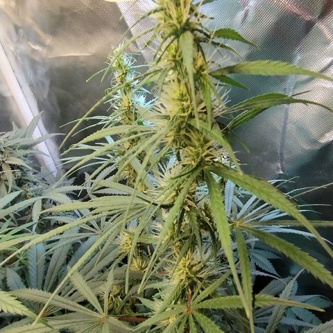 #skunk1 growlog timeline photo